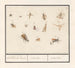Blatt mit dreizehn fliegenden Insekten, blutlose Tiere, insectae Insekten - Anselmus Botius de Boodt — Ansicht des Kunstwerks