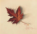 Autumn Leaf - Mary Vaux Walcott — artwork view