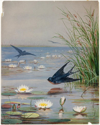 Fidelia Bridges - January.webp