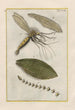 Natural History of Quadrupeds Pl18 - Filippo Buonanni — artwork view