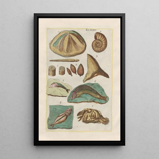 Filippo Buonanni - Rerum naturalium historia nempe quadrupedum Pl36.webp