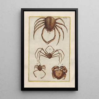 Filippo Buonanni - Rerum naturalium historia nempe quadrupedum Pl40.webp