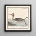 Foulque Podiceps cristatus Duijkhoender colijmbus major grèbe cornu - Anselmus Botius de Boodt — gerahmtes Bild an der Wand