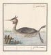 Foulque Podiceps cristatus Duijkhoender colijmbus major grèbe cornu - Anselmus Botius de Boodt — Ansicht des Kunstwerks