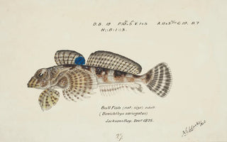 Frank Edward Clarke - Bovichtus variegatus NZ Thornfish.webp