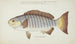 Girella tricuspidata NZ Blackfish - Frank Edward Clarke — Ansicht des Kunstwerks