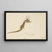 Hippocampus abdominalis, Tasmanischer Seepferdchen - Frank Edward Clarke — gerahmtes Bild an der Wand