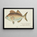 Latridopsis forsteri Tas Copper moki - Frank Edward Clarke — quadro incorniciato alla parete