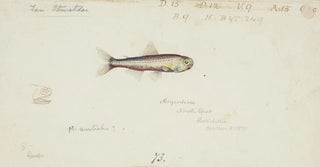 Frank Edward Clarke - Maurolicus muelleri.webp
