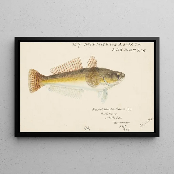 Frank Edward Clarke - Platycephalus bassensis.webp
