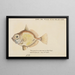 Platystethus abbrevatus - Frank Edward Clarke — quadro incorniciato alla parete
