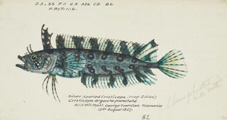 Frank Edward Clarke - Possibly Cristiceps sp Tas Weedfish.webp