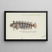 Possiblement Heteroclinus sp Tas Weedfish - Frank Edward Clarke — quadro incorniciato alla parete