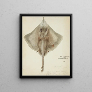 Frank Edward Clarke - Raja nasuta NZ Rough skate.webp