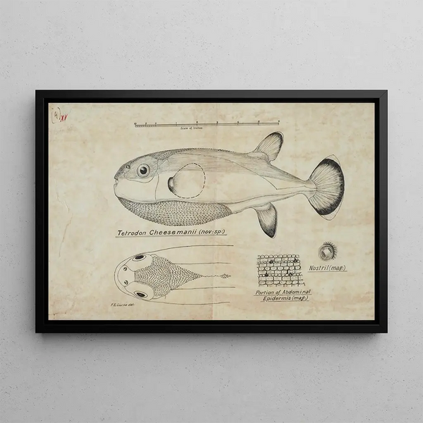 Frank Edward Clarke - Tetraodon cheesmanii Pufferfish.webp