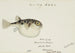 Tetraodon gillbanksii Clarke - Frank Edward Clarke — Ansicht des Kunstwerks