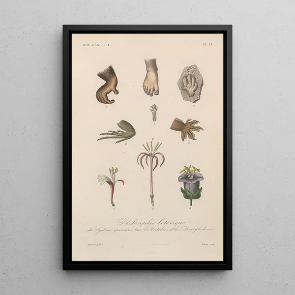 Franois Hrincq - Traite de botanique generale Pl013.webp