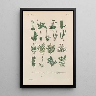 Franois Hrincq - Traite de botanique generale Pl015.webp