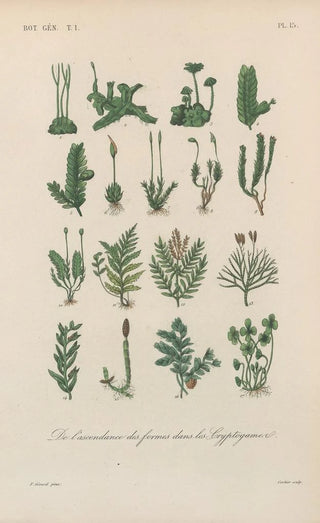 Franois Hrincq - Traite de botanique generale Pl015.webp