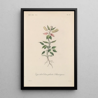 Franois Hrincq - Traite de botanique generale Pl020.webp