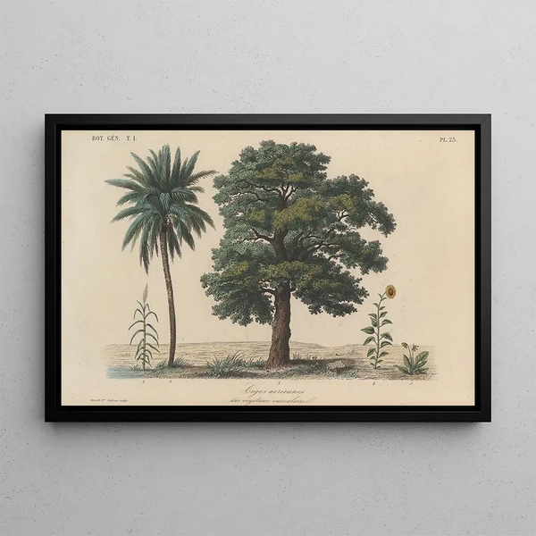 Franois Hrincq - Traite de botanique generale Pl023.webp