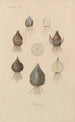Traité de botanique générale Pl027 - François Hérincq — artwork view