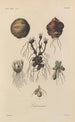 Traité de botanique générale Pl028 - François Hérincq — vista dell’opera
