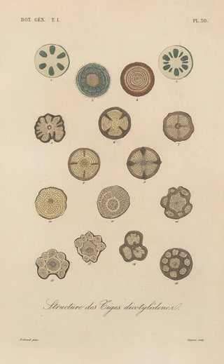 Franois Hrincq - Traite de botanique generale Pl031.webp