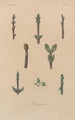 Traité de botanique générale Pl032 - François Hérincq — Ansicht des Kunstwerks