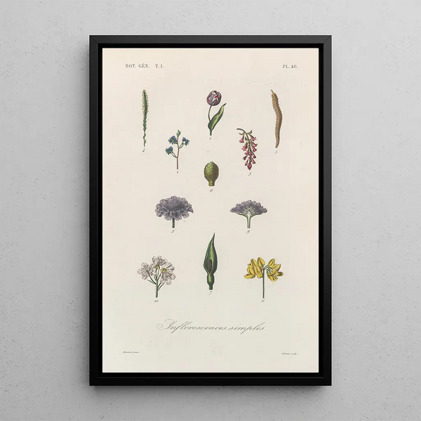 Franois Hrincq - Traite de botanique generale Pl049.webp
