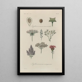 Franois Hrincq - Traite de botanique generale Pl050.webp