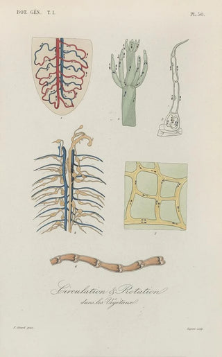 Franois Hrincq - Traite de botanique generale Pl051.webp