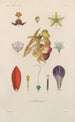 Traité de botanique générale Pl059 - François Hérincq — vista dell’opera