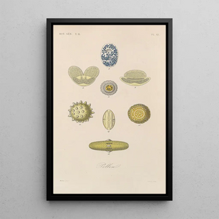 Franois Hrincq - Traite de botanique generale Pl063.webp