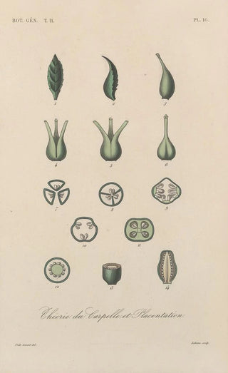 Franois Hrincq - Traite de botanique generale Pl067.webp