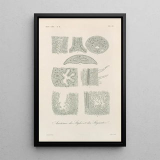 Franois Hrincq - Traite de botanique generale Pl070.webp