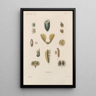 Franois Hrincq - Traite de botanique generale Pl073.webp