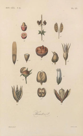 Franois Hrincq - Traite de botanique generale Pl074.webp