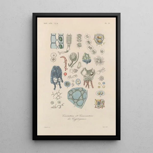 Franois Hrincq - Traite de botanique generale Pl080.webp
