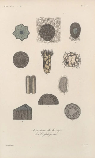 Franois Hrincq - Traite de botanique generale Pl083.webp