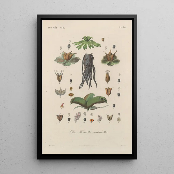 Franois Hrincq - Traite de botanique generale Pl087.webp