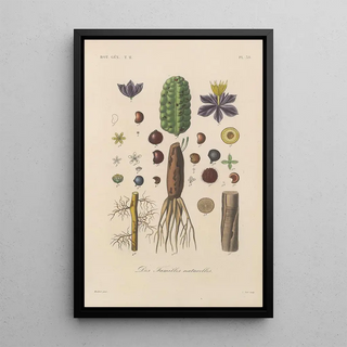 Franois Hrincq - Traite de botanique generale Pl089.webp