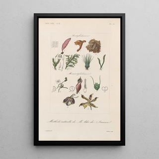 Franois Hrincq - Traite de botanique generale Pl099.webp