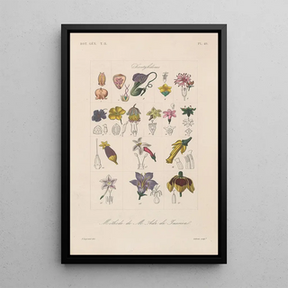 Franois Hrincq - Traite de botanique generale Pl100.webp