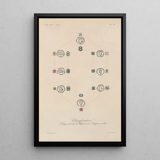 Franois Hrincq - Traite de botanique generale Pl101.webp