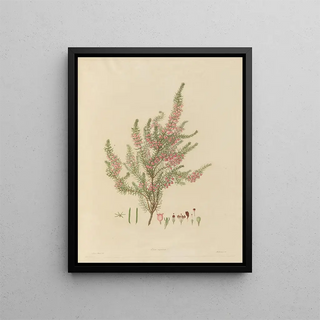 Franz Andreas Bauer - Delineations of exotick plants cultivated in the Royal gardens at Kew Pl01.webp