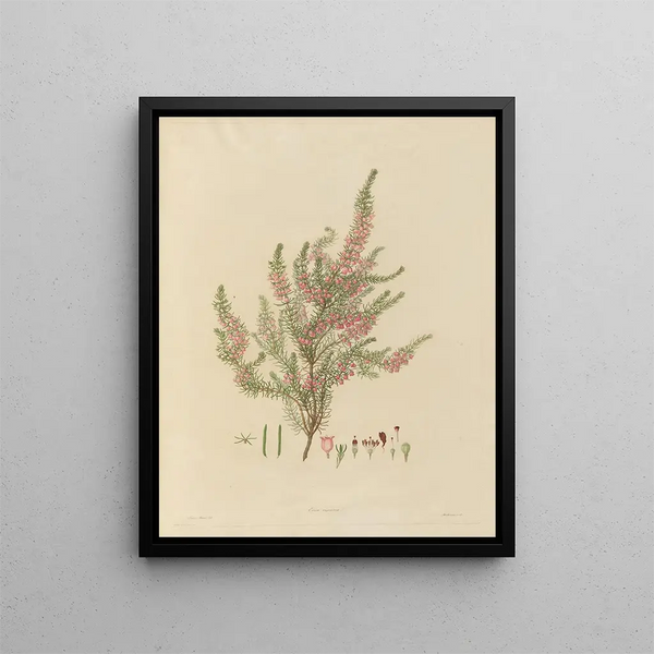Franz Andreas Bauer - Delineations of exotick plants cultivated in the Royal gardens at Kew Pl01.webp