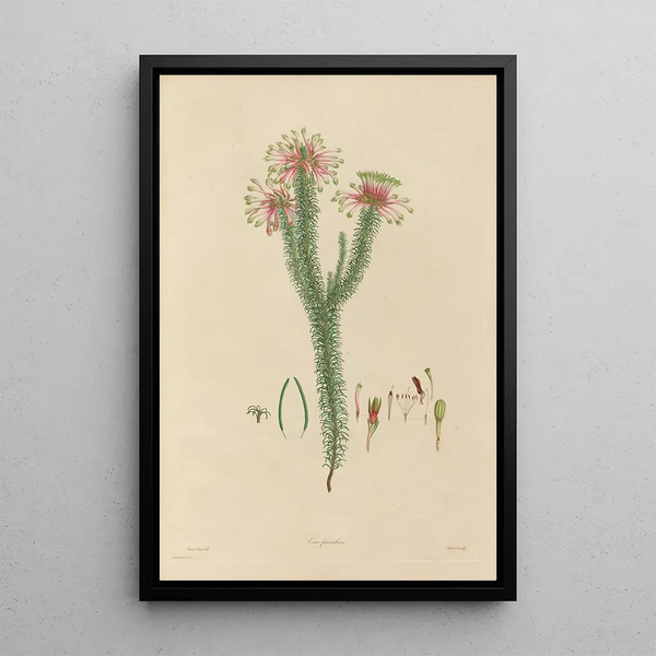 Franz Andreas Bauer - Delineations of exotick plants cultivated in the Royal gardens at Kew Pl06.webp