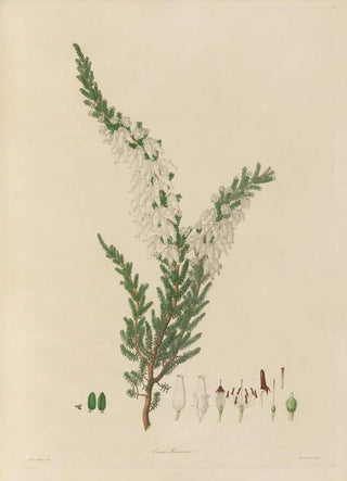 Franz Andreas Bauer - Delineations of exotick plants cultivated in the Royal gardens at Kew Pl07.webp