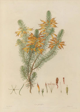 Franz Andreas Bauer - Delineations of exotick plants cultivated in the Royal gardens at Kew Pl08.webp